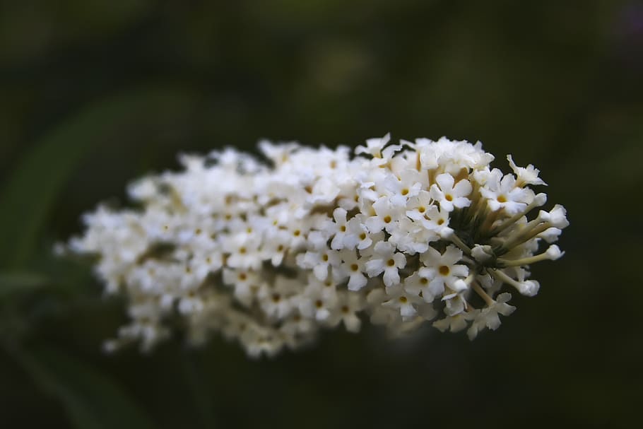 flowers, white, nature, spring, flowering plant, freshness HD wallpaper