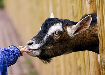 goat, feeding, child, hand, child's hand, sweet, hunger, hungry HD wallpaper