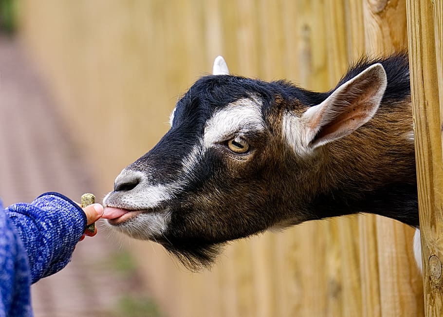 goat, feeding, child, hand, child's hand, sweet, hunger, hungry HD wallpaper