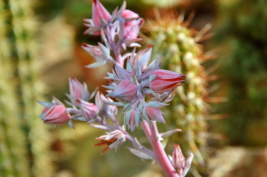 cactus, spur, blossom, bloom, green, prickly, plant, thorns HD wallpaper