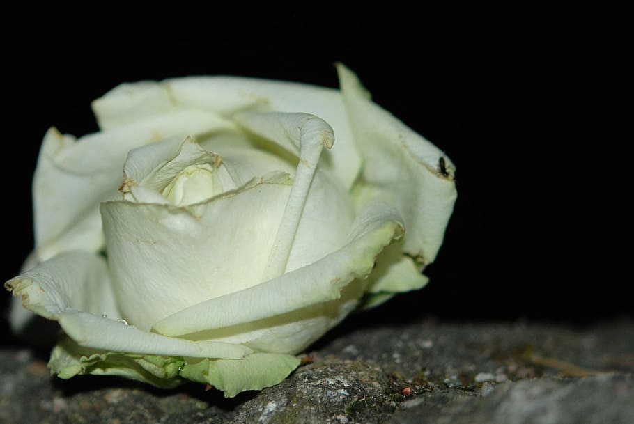 white, rose, flowers, pure, flora, blossom, stone, garden, nature HD wallpaper