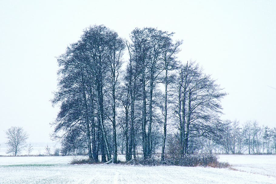 winter impressions, wintry, snow, cold, winter magic, snowy HD wallpaper