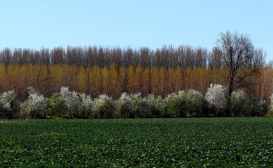landscape, spring, trees, flourished, green, plant, beauty in nature HD wallpaper