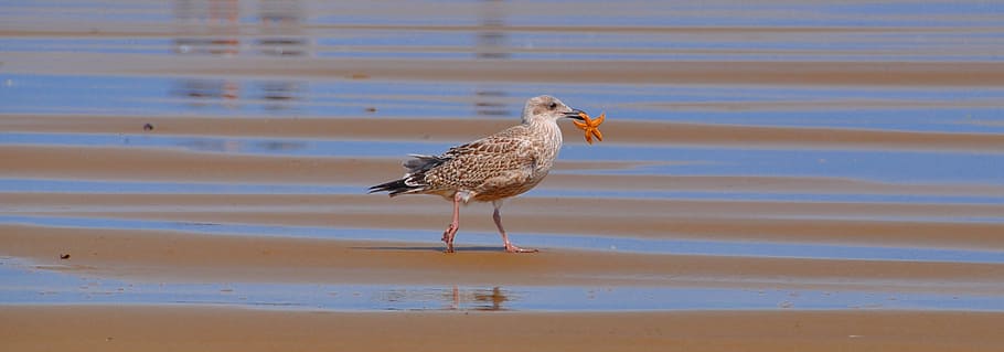 Gull, Starfish, Eat, Beach, Sea, Animal, bird, wildlife, nature HD wallpaper