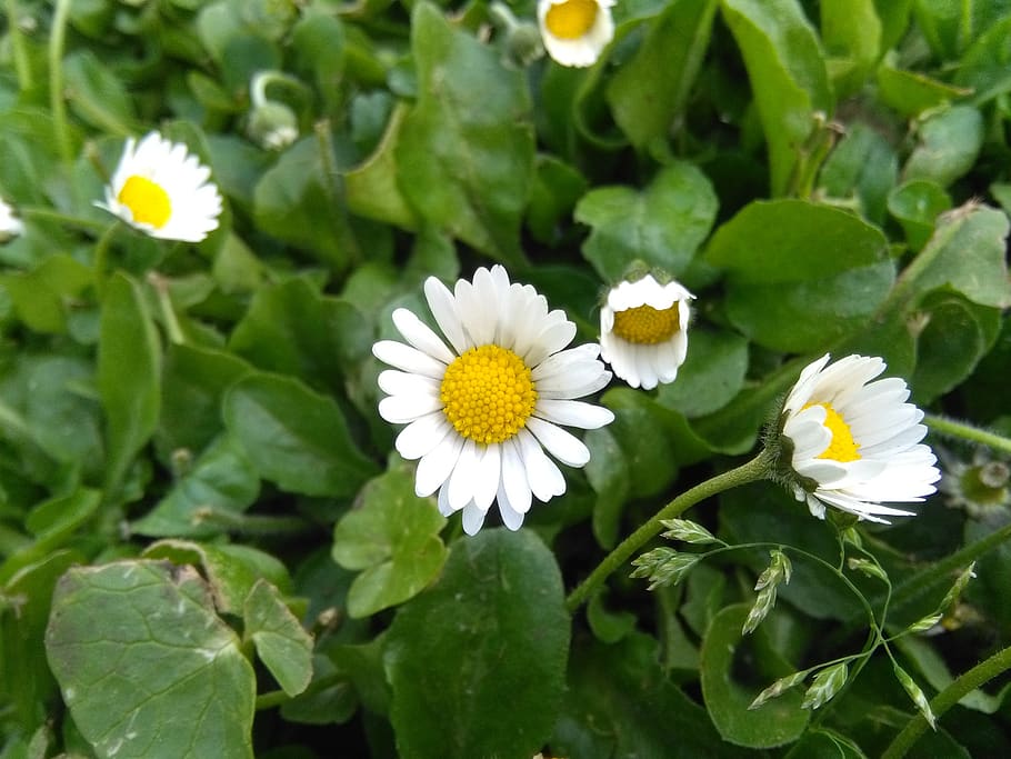 daisy, flower, daisies, white, flowering plant, freshness, fragility HD wallpaper