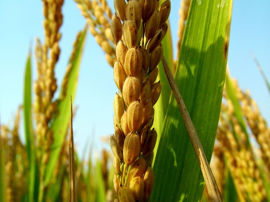 receipt, rice, harvest, plant, cereal plant, agriculture, crop HD wallpaper