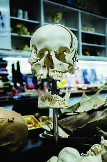 white human skull, human skull figure, bone, lab, stand, teeth HD wallpaper