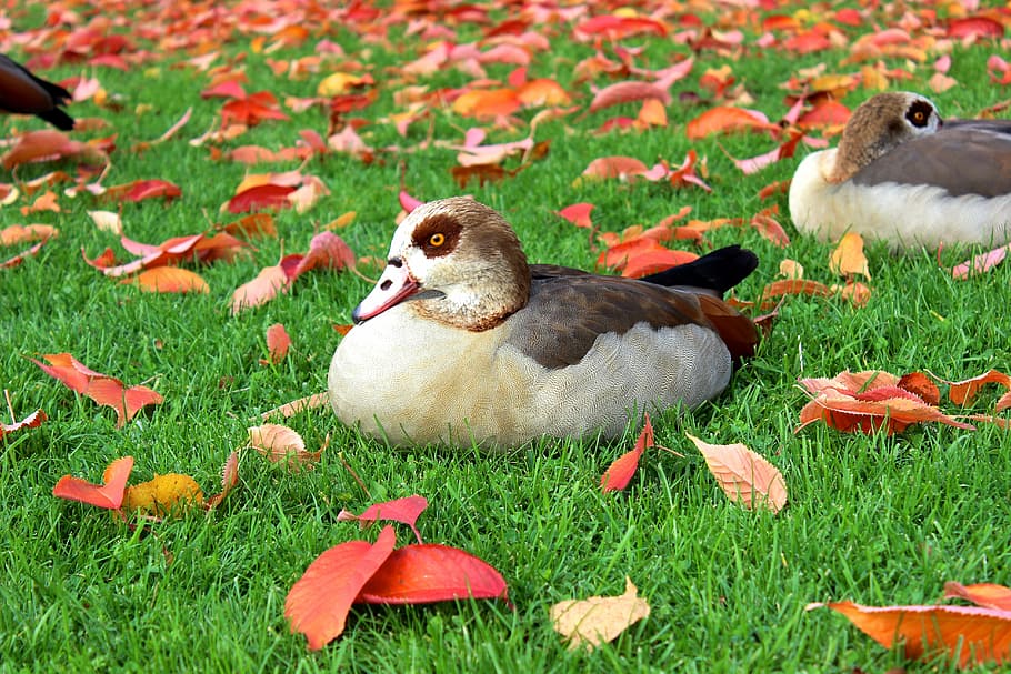 duck on grass beside leaves, nilgans, water bird, fall foliage HD wallpaper