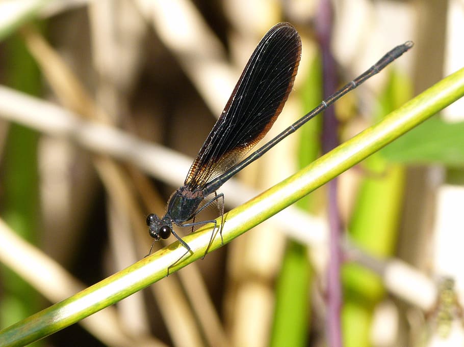 black dragonfly, caballito del diable, calopteryx haemorrhoidalis, HD wallpaper