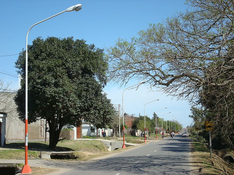 route, arboleda, power pole, tree, plant, road, transportation HD wallpaper