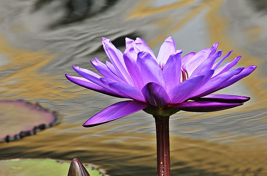 purple water lily flower in closeup photo, nuphar lutea, aquatic plant, HD wallpaper