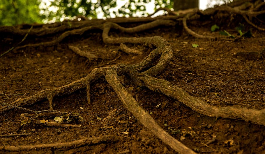 Root, Tree, Nature, Forest, Log, rooted, strains, old, overgrown HD wallpaper