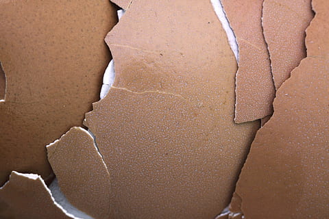 cracked brown board, bird, broken, chicken, close-up, crash HD wallpaper
