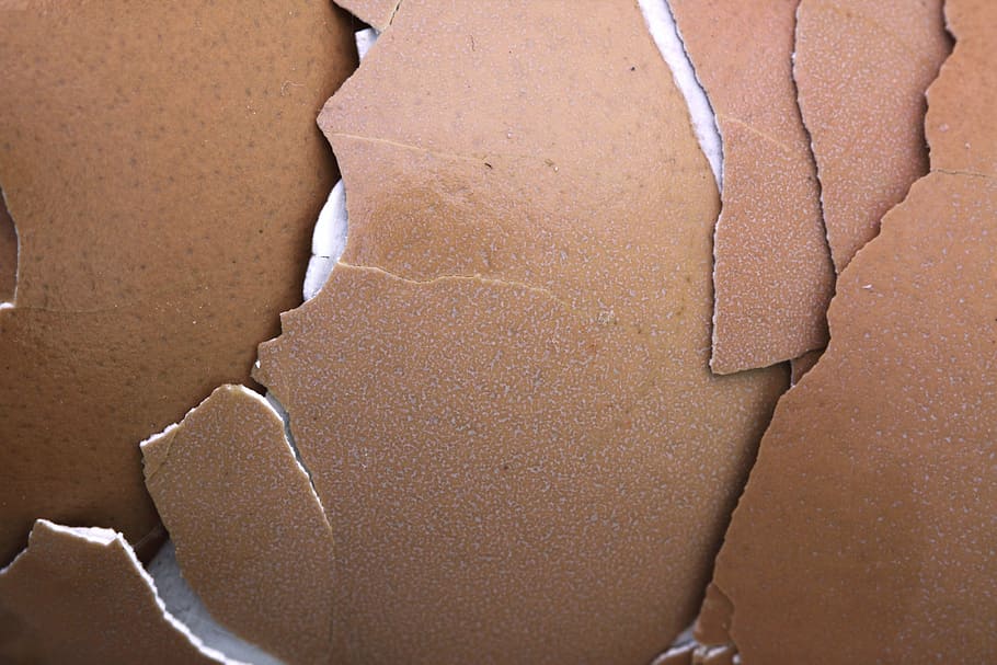 cracked brown board, bird, broken, chicken, close-up, crash HD wallpaper