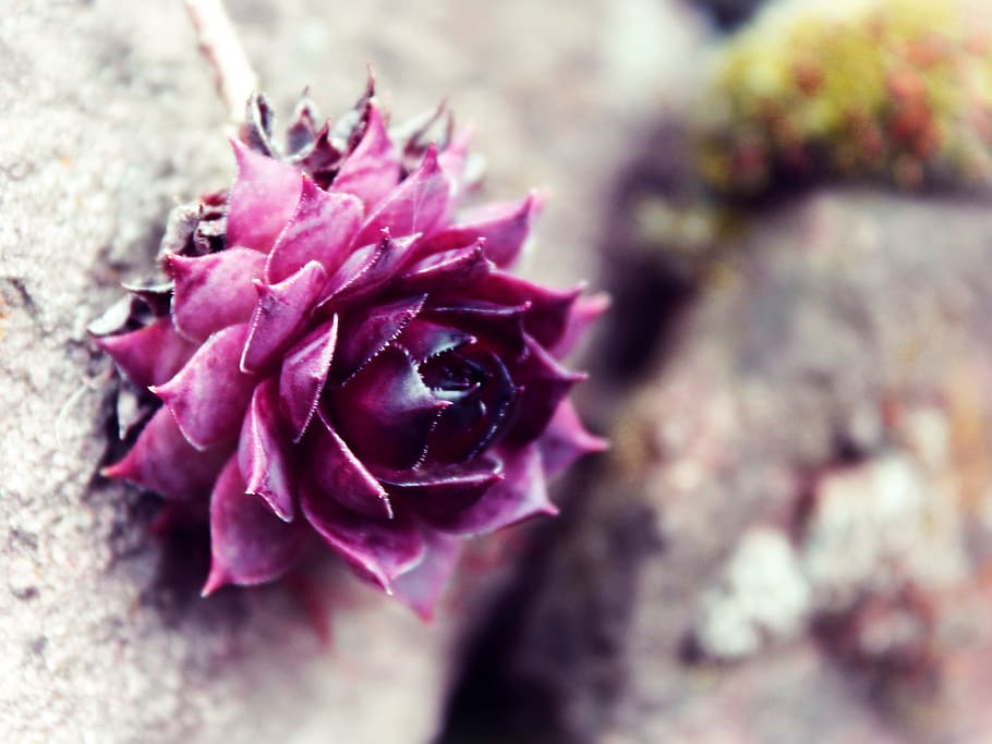shallow focus photography of purple lotus, blossom, bloom, stone HD wallpaper
