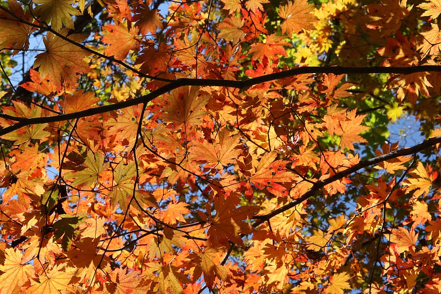 mt seoraksan, fall foliage, autumn leaves, tree, plant, orange color, HD wallpaper