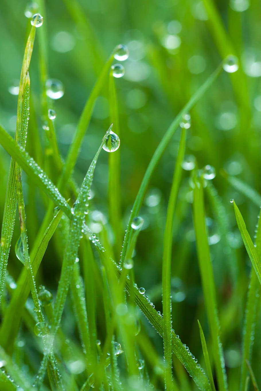 macro photo of green grass with water droplets, dew, drops HD wallpaper