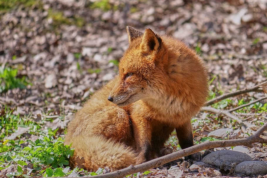 red fox laying on ground, fuchs, smart, torn, forest, wild animal HD wallpaper