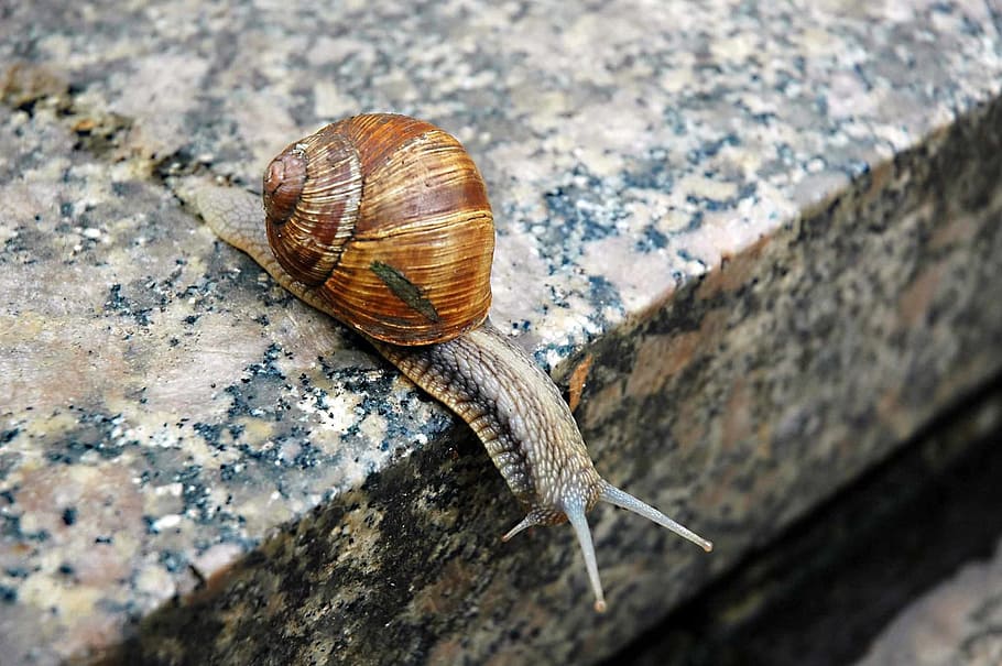 Snail, Animals, Shell, Wildlife, Small, antennae, entomology HD wallpaper