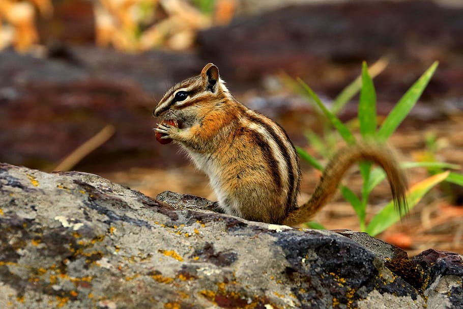 brown squirrel eating brown nut, chipmunk, nature, wildlife HD wallpaper