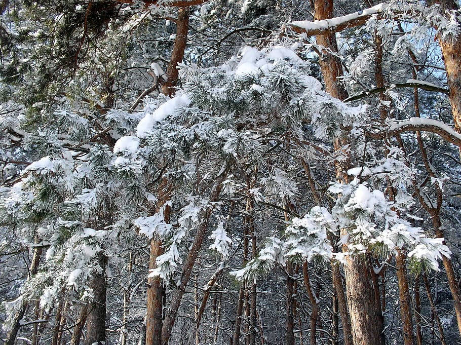 Winter, Snow, Landscape, Trees, Nature, winter forest, snow winter nature HD wallpaper