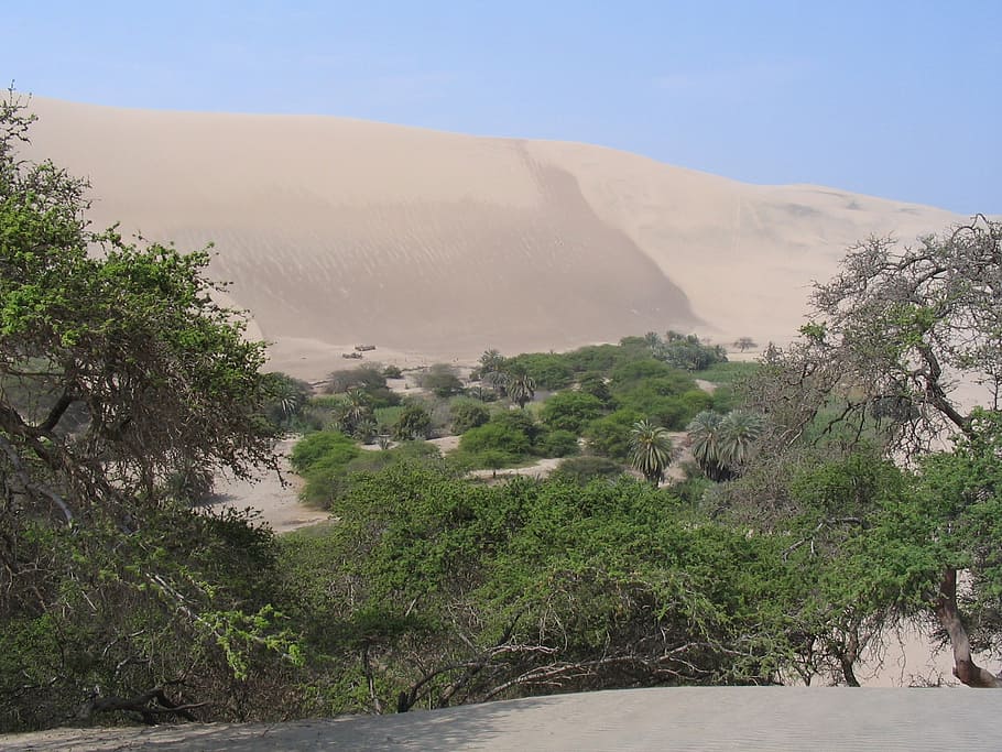 desert, peru, oasis, sand, trees, plant, scenics - nature, sky HD wallpaper