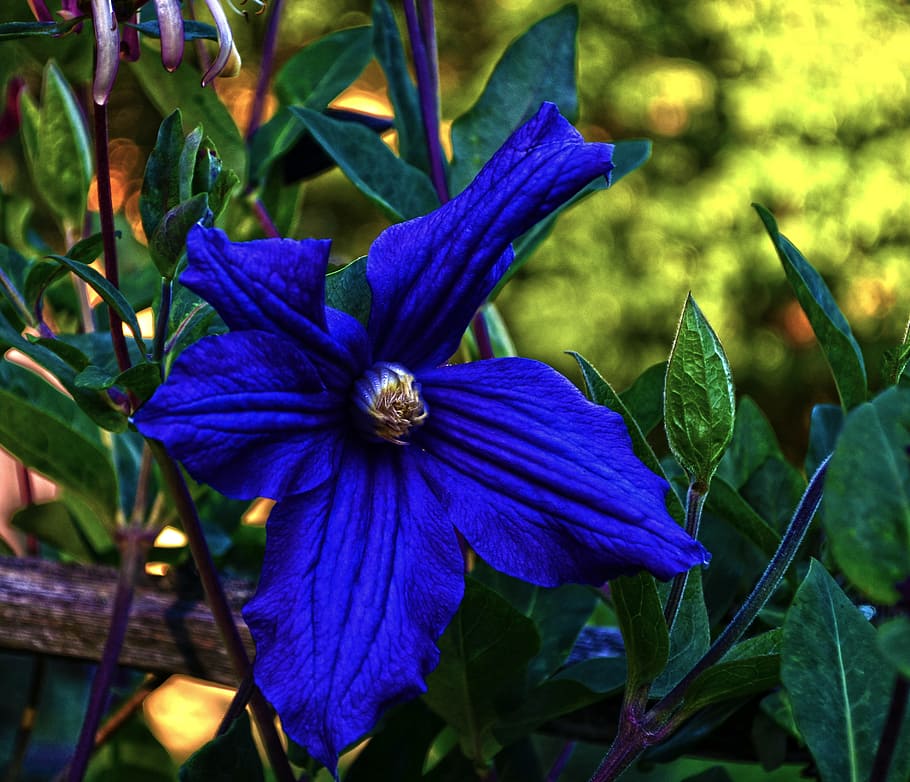 Nature, Macro, Flower, blue, plant, fragility, growth, petal HD wallpaper