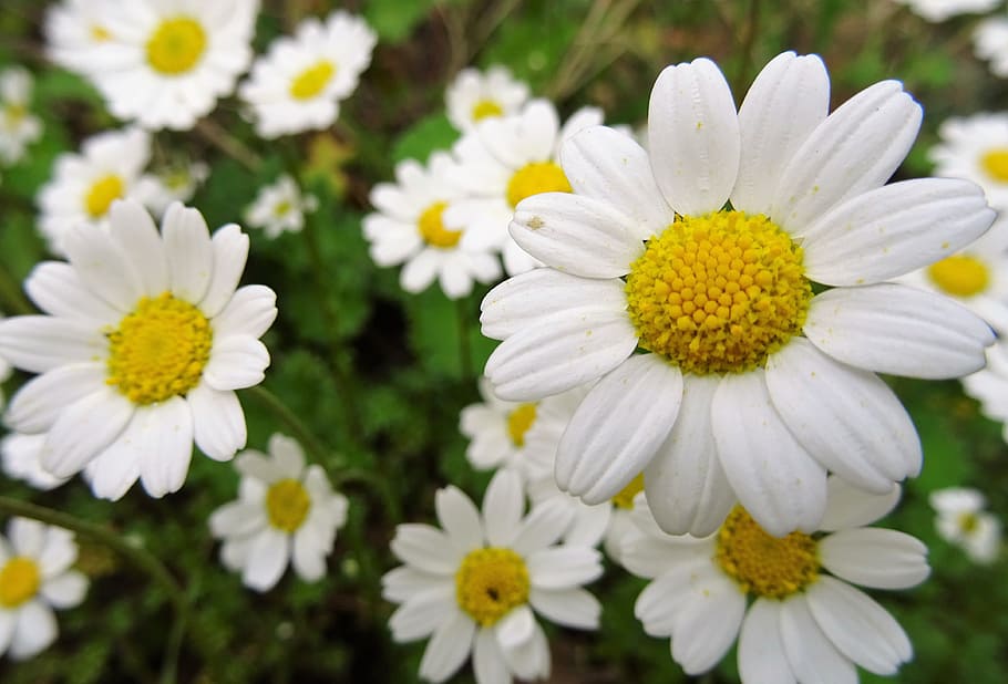 Chamomile, White Flower, Greece, wildflowers, ãõñç, pollen HD wallpaper