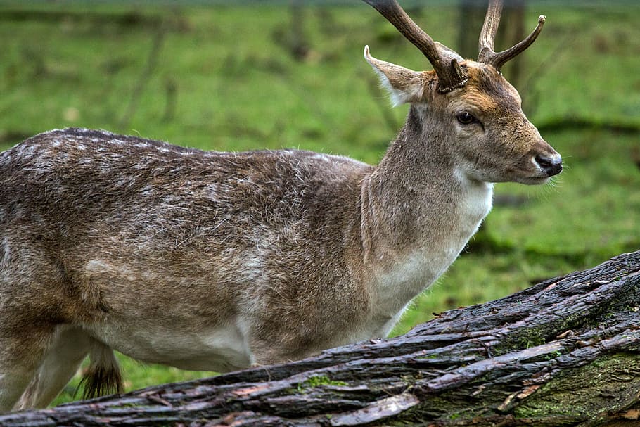fallow deer, hirsch, forest, wildlife, animal, nature, mammal HD wallpaper