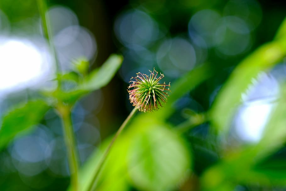 Burdock, Forest, Nature, green, prickly, plant, macro, leaf HD wallpaper