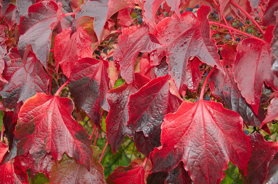 Leaves, Red, Rain, Wet, Drip, autumn, leaf, nature, season HD wallpaper
