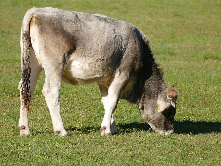 Cow, Pasture, Graze, Beef, Alm, Alpine, calf, animals, cattle HD wallpaper