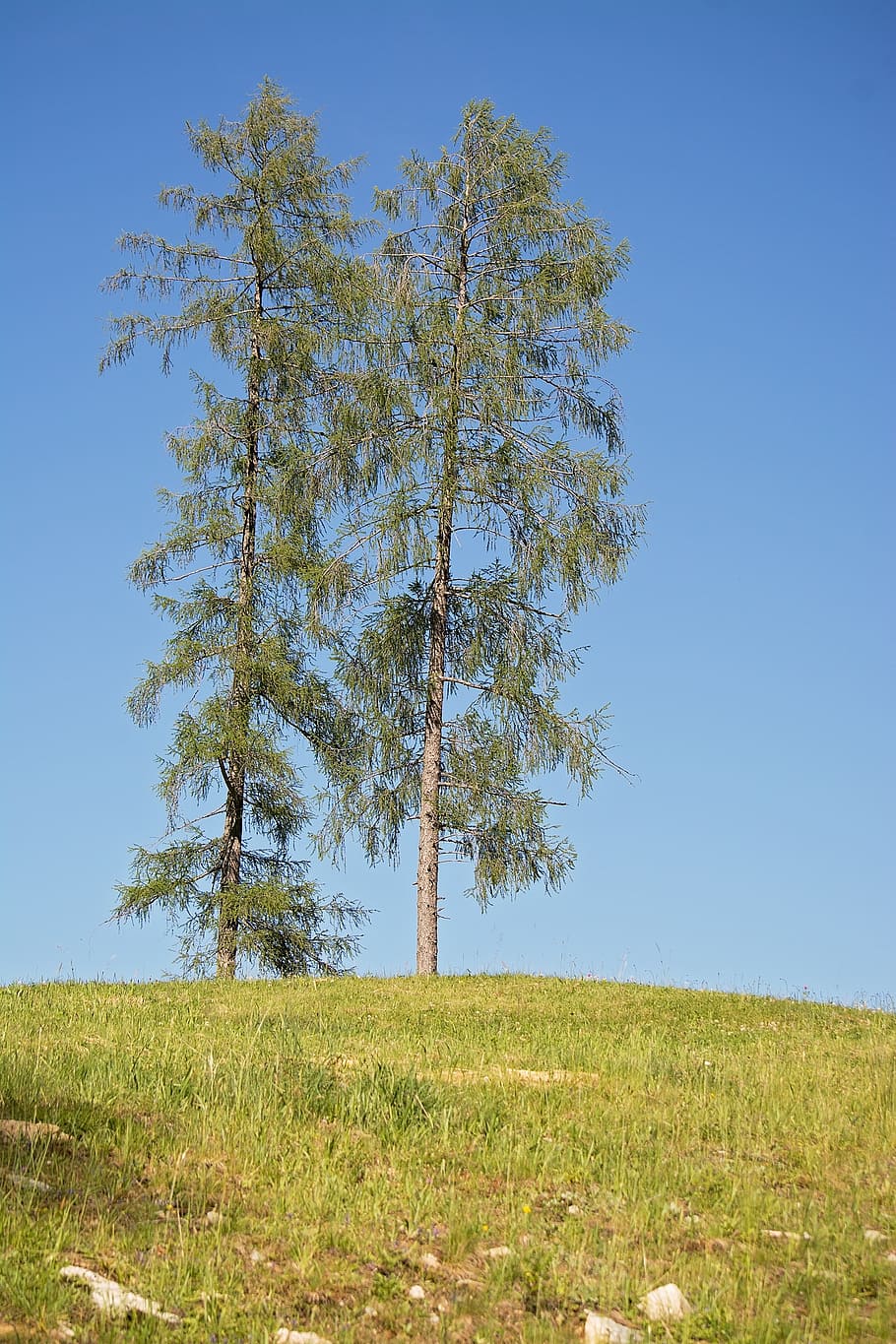 trees, sky, landscape, blue sky, nature, meadow, hill, summer HD wallpaper