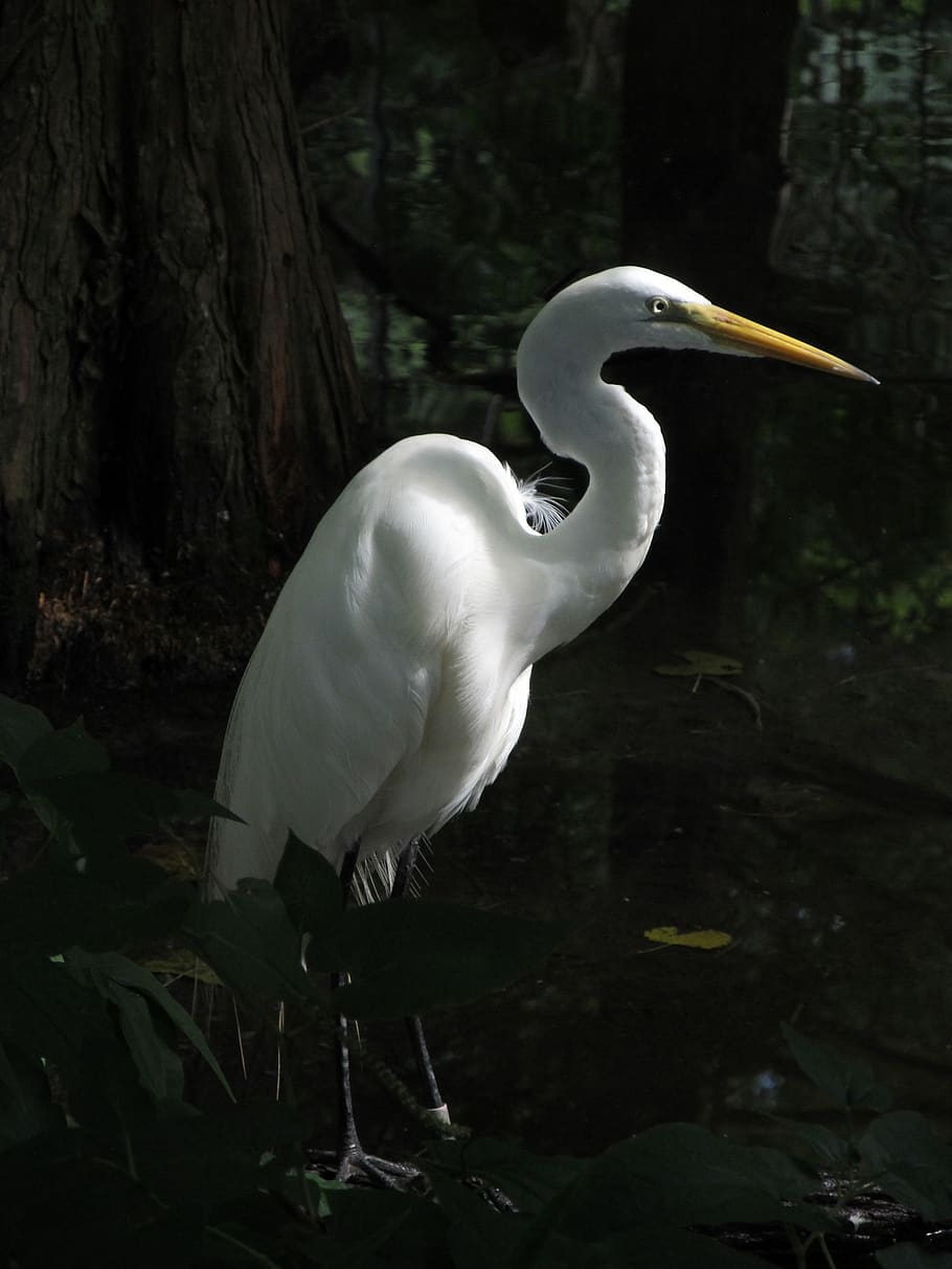 great egret, waterfowl, bird, large, heron, wetlands, all white, HD wallpaper