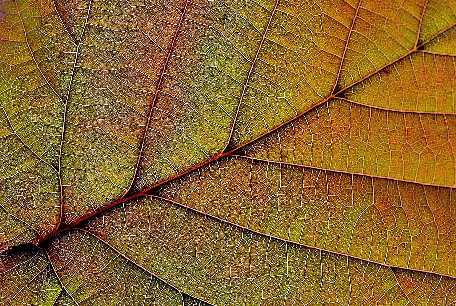leaf, plant, nature, red, background, full frame, backgrounds HD wallpaper
