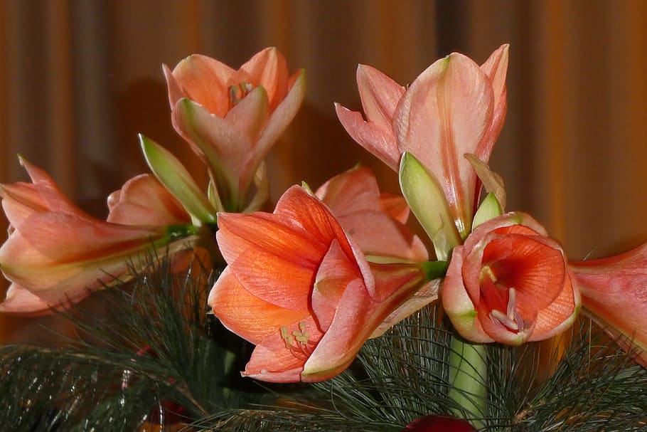 amaryllis, mirroring, flowers, plant, close-up, beauty in nature HD wallpaper