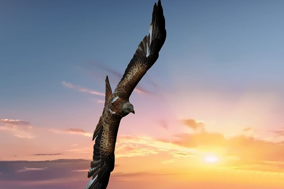 red kite, bird, raptor, flight, feather, sky, nature, outdoors HD wallpaper