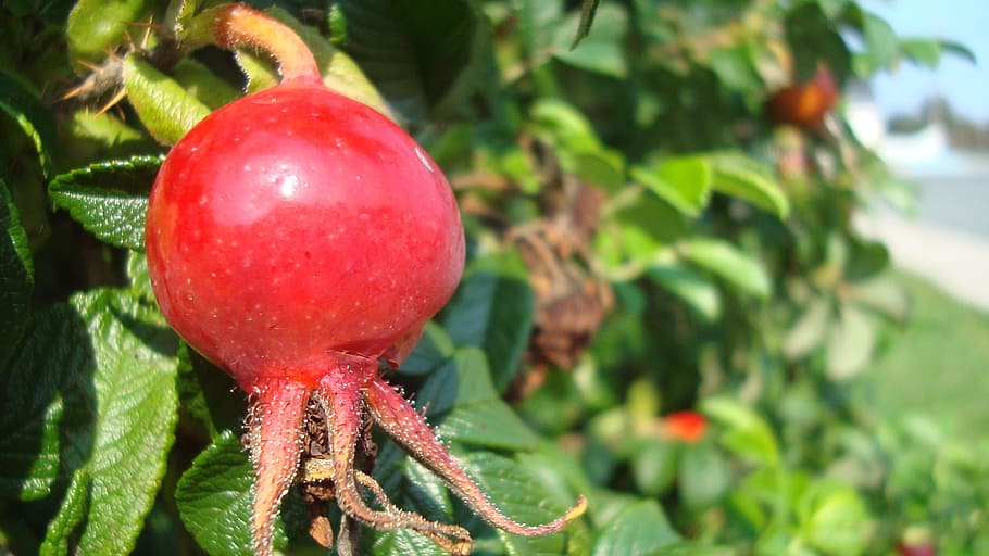 bud, rosebud, red, flower, food, food and drink, fruit, healthy eating HD wallpaper