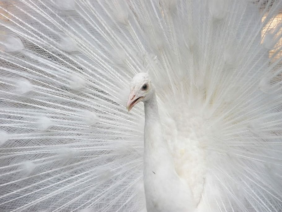 white Peacock closeup photography, turkey, royal, ave, beautiful HD wallpaper