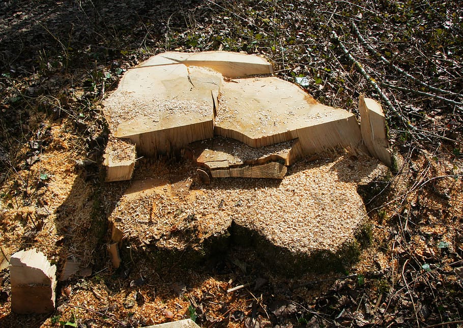 sawed off, tree stump, like, destroyed, land, nature, sunlight HD wallpaper