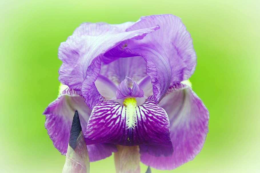 iris, dwarf, violet, flower, nature, purple flowers, petals HD wallpaper