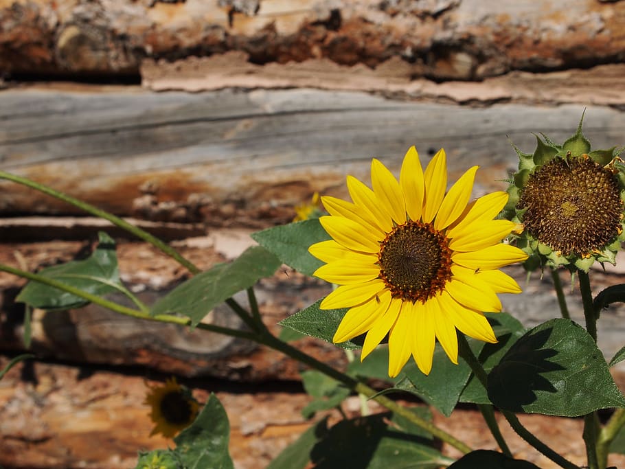 Sunflowers flowers 1080P, 2K, 4K, 5K HD wallpapers free download.