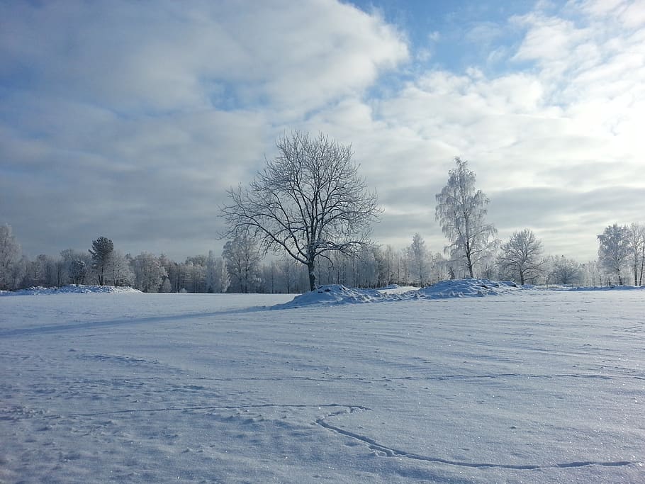 winter, snow, cold, cold temperature, tree, cloud - sky, plant HD wallpaper