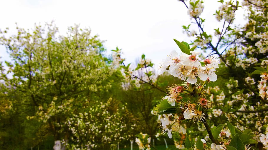 Nature, Spring, Flower, Focus, tree, outdoors, plant, springtime HD wallpaper