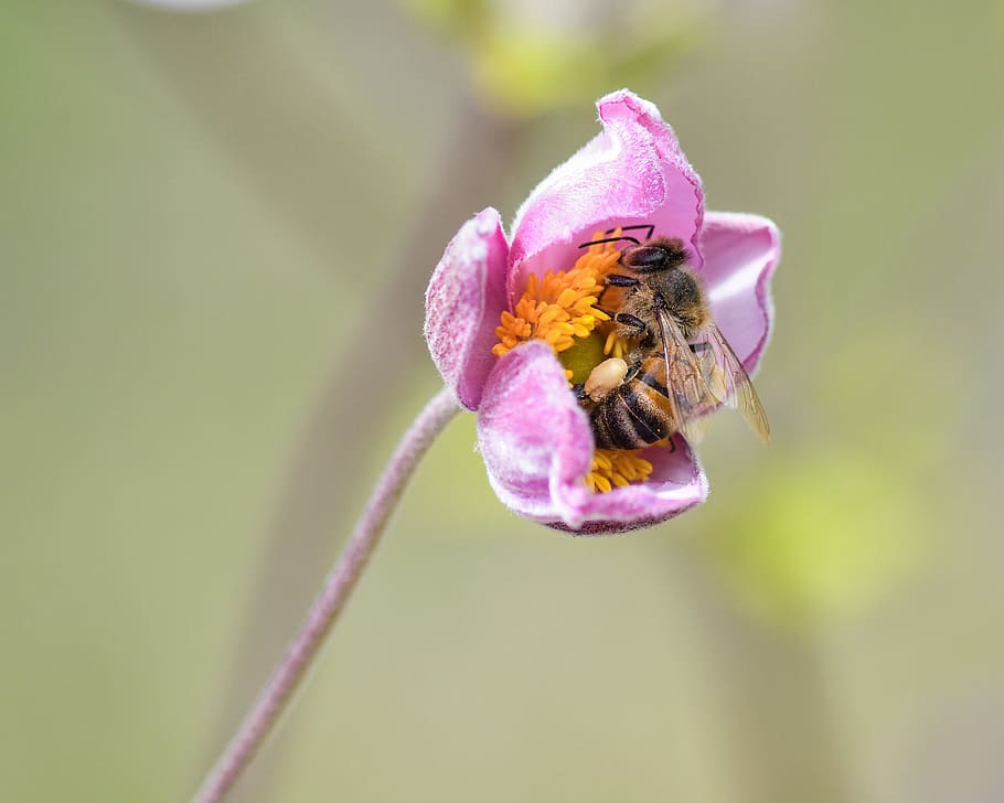 bee, flower, forage, macro, insect, cocoon, flowering plant HD wallpaper