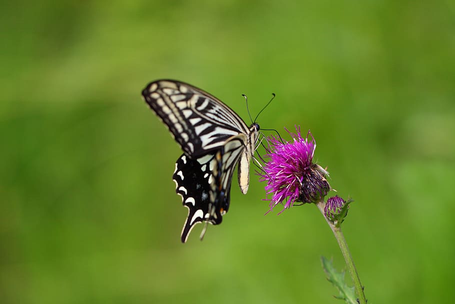 tiger swallowtail butterfly perching on purple flower in selective-focus photography, HD wallpaper