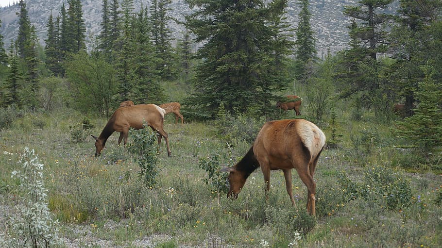 elk, wilderness, canada, banff, wildlife, mammal, animal, nature HD wallpaper