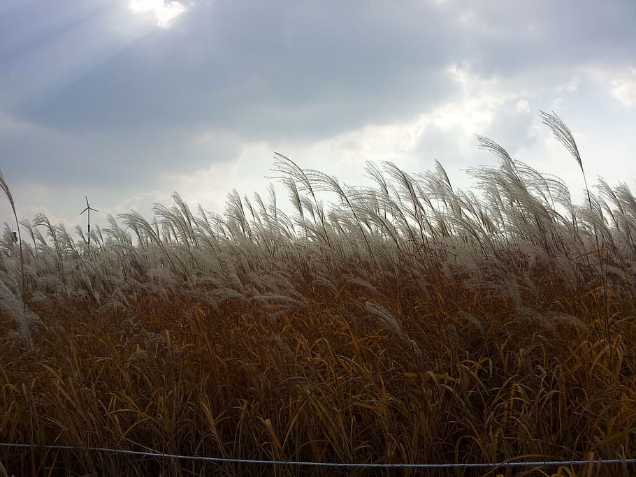 sky park, silver grass, wind, growth, field, agriculture, plant HD wallpaper