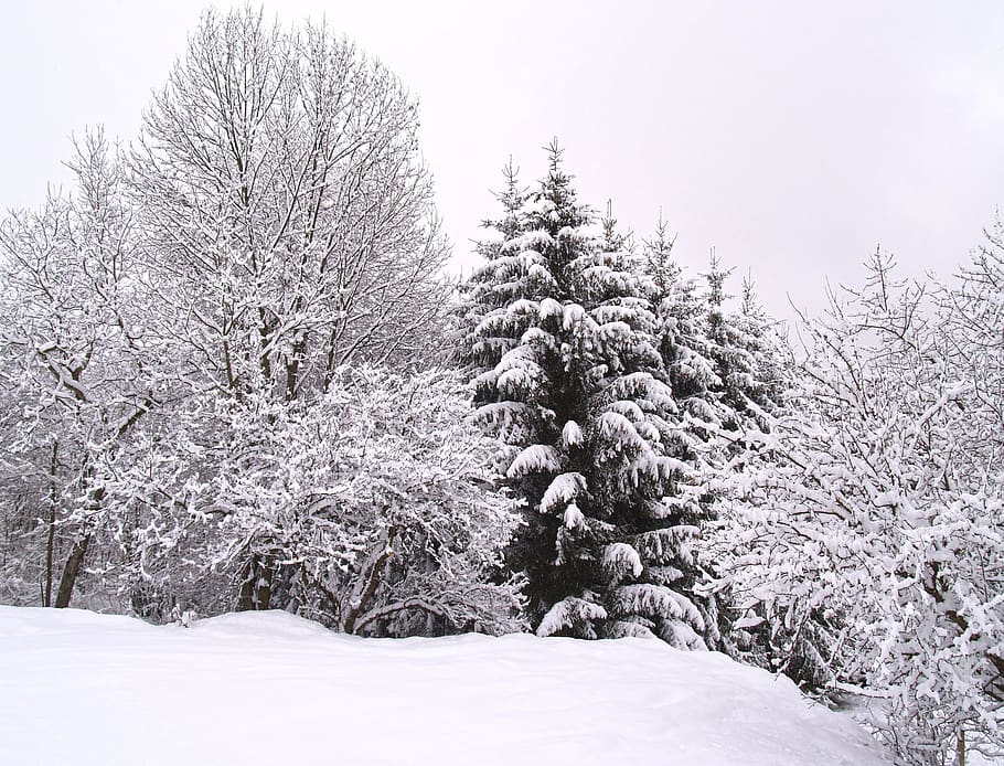 winter, wintry, snow, winer, forest, evergreen, fir tree, landscape HD wallpaper