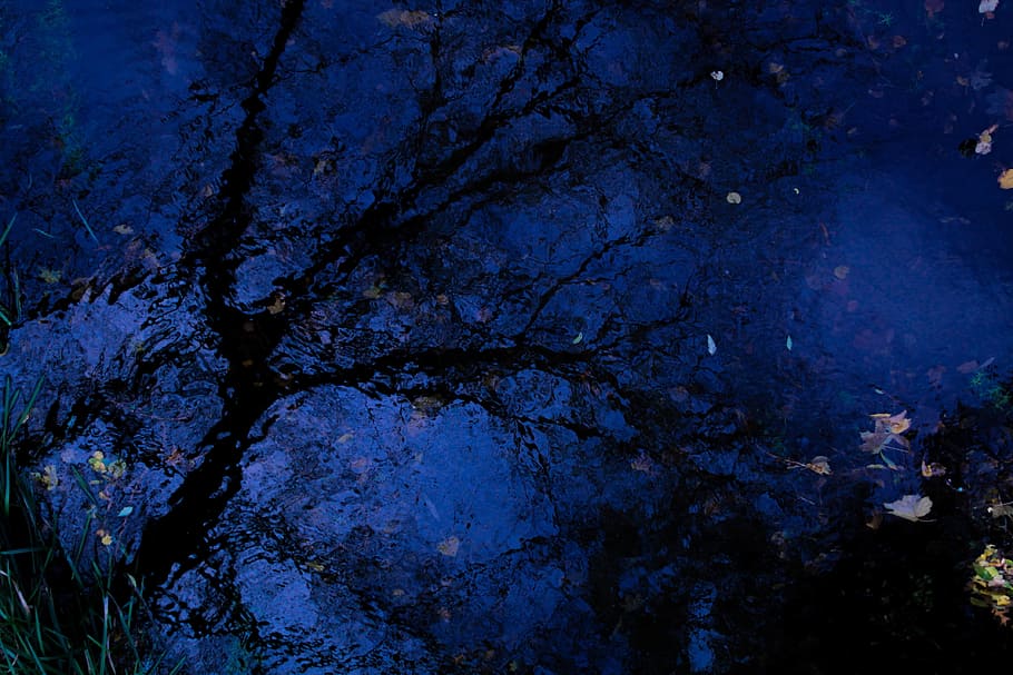 tree, water, mirroring, landscape, lake, nature, bach, sky HD wallpaper
